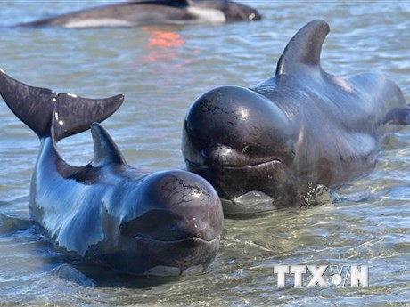 Cá voi hoa tiêu mắc cạn tại Farewell Spit, New Zealand tháng 2/2017. (Ảnh: AFP/TTXVN)