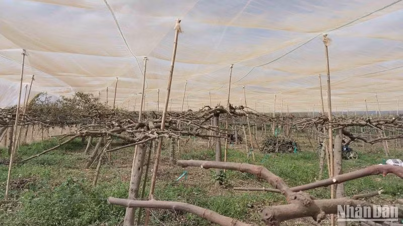 Nhiều cây táo của nông dân Ninh Thuận bị chết khô, phải cắt cành bỏ, khiến các vườn táo xơ xác.