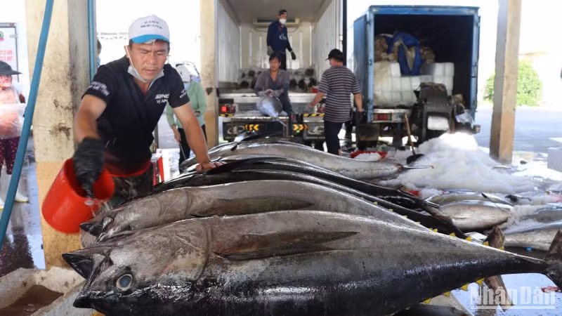 Sơ chế cá ngừ đại dương tại các cảng cá tại Phú Yên.