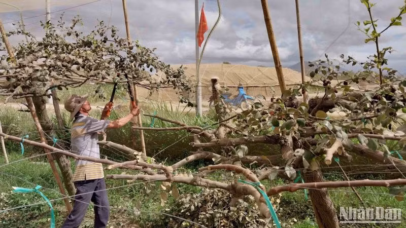 Anh Nguyễn Thành Hoàng ở Phước Thiện 3, xã Phước Sơn, huyện Ninh Phước, tỉnh Ninh Thuận phải cắt bỏ hàng loạt cành cây táo bị chết khô gần hết diện tích trồng để chăm sóc lại cho vụ sau.