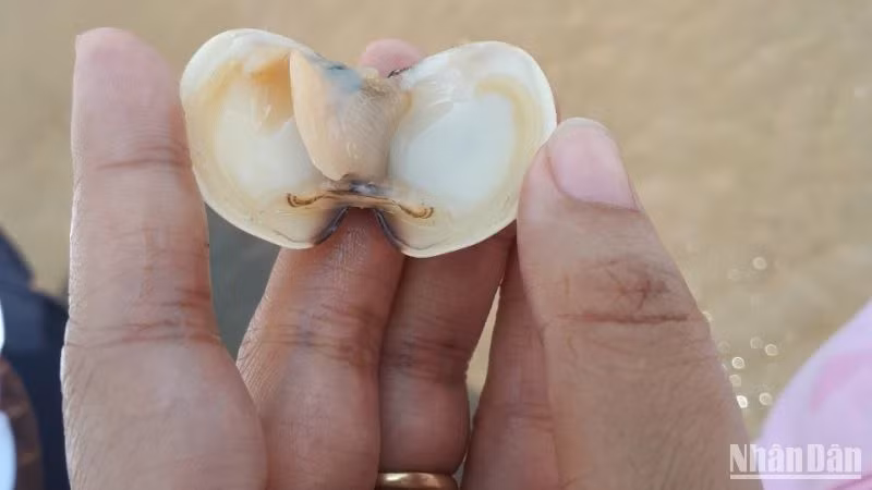 Con nghêu chết chưa xác định được nguyên nhân.