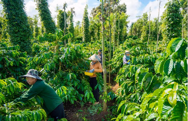 Áp dụng phương pháp canh tác theo mô hình nông nghiệp tái sinh, vườn cà-phê của bà con nông dân tham gia chương trình NESCAFÉ Plan xanh tốt trước niên vụ 2024 - 2025.
