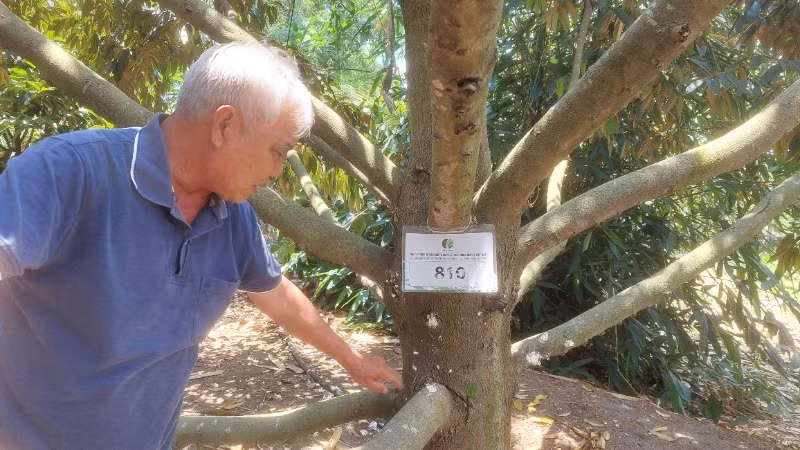 Vụ sầu riêng này, ông Lâm hy vọng sẽ thu về trên dưới 5 tỷ đồng. Vụ sầu riêng này, ông Lâm hy vọng sẽ thu về trên dưới 5 tỷ đồng.