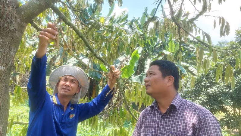 Vườn sầu riêng của anh Lê Minh Quân đang trong giai đoạn chuẩn bị làm bông, hứa hẹn một mùa bội thu.