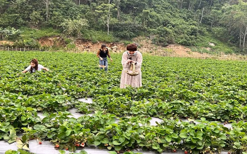 Du khách trải nghiệm tại vườn dâu tây tại vùng ven hồ Ba Bể.