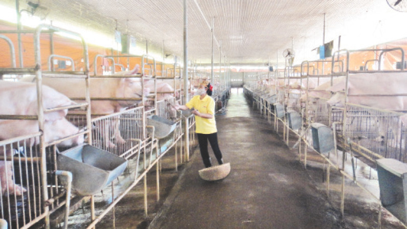 Chăn nuôi heo theo hướng an toàn sinh học tại huyện Xuân Lộc, Đồng Nai. 