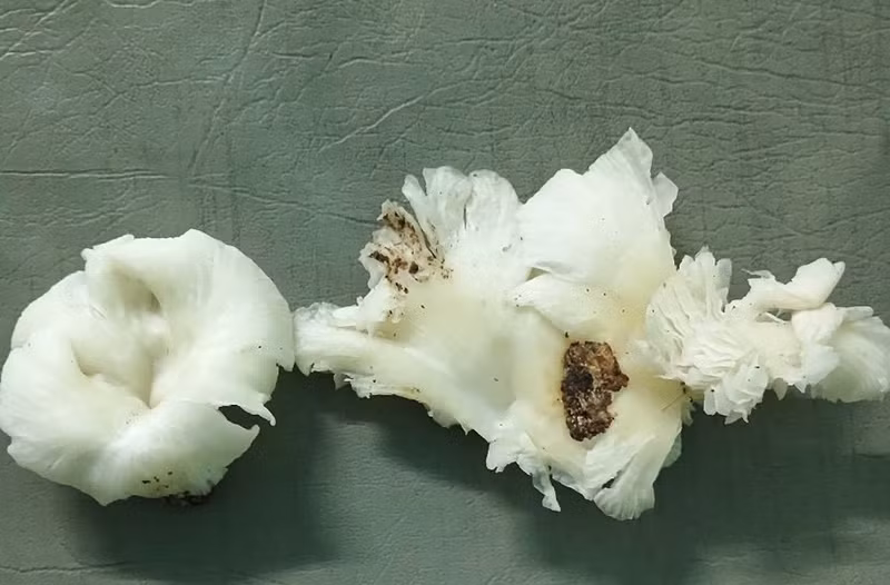 Loại nấm rừng gây ngộ độc 3 người dân xã Ga Ry