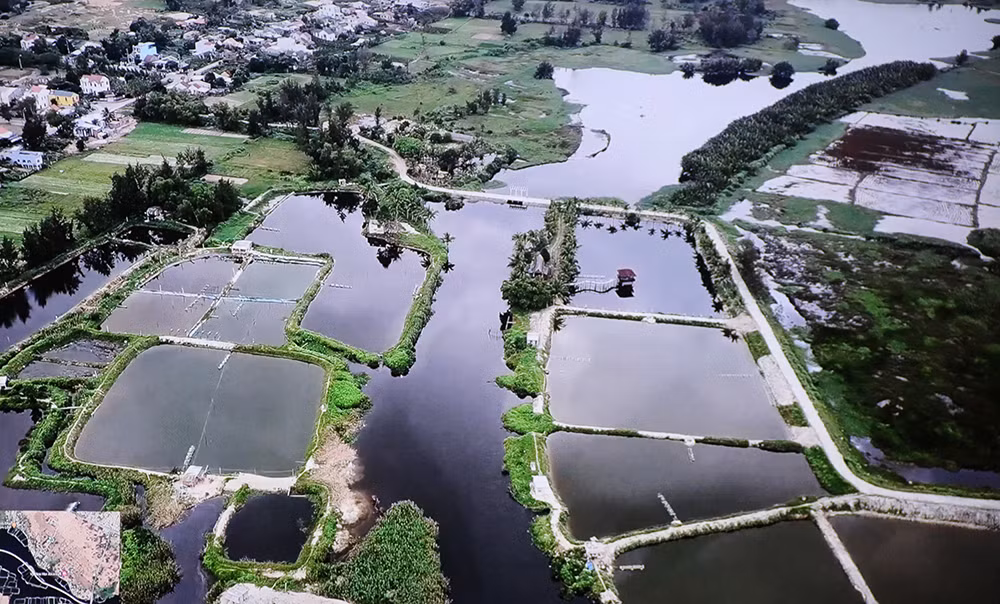 Hiện trạng dòng sông Cổ Cò qua thị xã Điện Bàn.