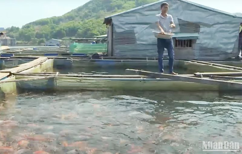 Nuôi cá trong lòng hồ Thủy điện Sông Tranh 2 (huyện Bắc Trà My, Quảng Nam) đem lại nguồn thu nhập đáng kể cho người dân .