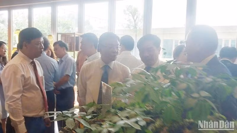 Phó Thủ tướng Lê Thành Long (thứ 2 từ trái sang) xem khu vực giới thiệu sản phẩm sâm Ngọc Linh tại hội nghị triển khai Quyết định số 463/QĐ-TTg ngày 28/02/2025 của Thủ tướng Chính phủ về phê duyệt Đề án “Phát triển và hình thành trung tâm công nghiệp dược liệu tại tỉnh Quảng Nam với Sâm Ngọc Linh là cây chủ lực”.