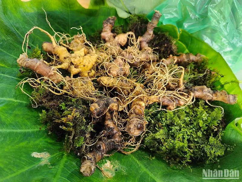 Sâm Ngọc Linh củ khi đưa vào bán tại phiên chợ sâm Ngọc Linh hằng tháng được các cơ quan chức năng kiểm tra và chịu trách nhiệm về chất lượng sản phẩm.