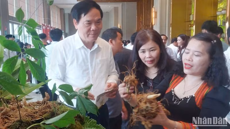Sâm Ngọc Linh là cây dược liệu chủ lực trên địa bàn tỉnh Quảng Nam.