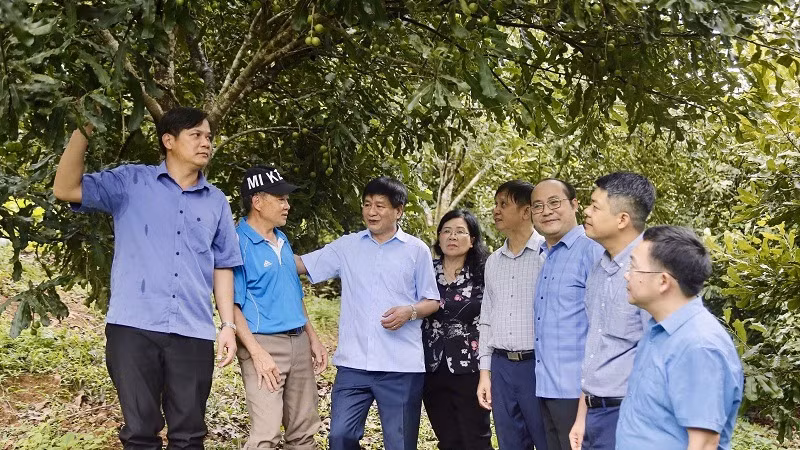 Đồng chí Lê Thành Đô (thứ ba từ trái sang), Chủ tịch Ủy ban nhân dân tỉnh Điện Biên cùng lãnh đạo các sở, ngành, huyện Tuần Giáo thăm vườn mắc-ca trồng tại xã Quài Nưa, đã bước đầu cho thu hoạch quả.