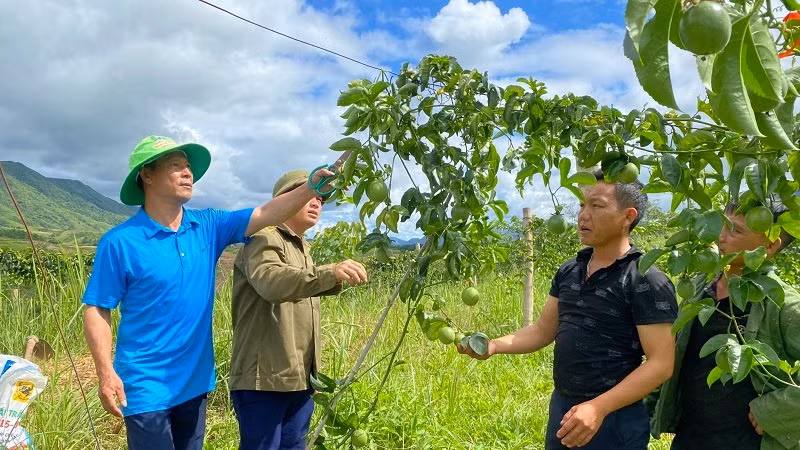 Không chỉ tích cực hiến đất làm các công trình, nông dân huyện Nậm Pồ đã chủ động chuyển đổi cây trồng đem lại hiệu quả kinh tế cao, từng bước giảm nghèo bền vững.