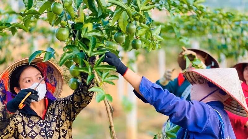 Với mô hình trồng chanh leo liên kết, đã giúp cho hàng chục gia đình ở xã Si Pa Phìn, huyện Nậm Pồ thoát nghèo vươn lên... (Ảnh: THÀNH ĐẠT)
