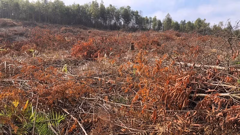 Vụ phá rừng phòng hộ tại khoảnh 31, tiểu khu 778, thuộc địa bàn bản Púng Bửa, xã Na Ư, huyện Điện Biên xảy ra cuối năm 2024 làm thiệt hại 10.520m2. Vậy nhưng đến nay lực lượng chức năng, chính quyền địa phương vẫn chưa tìm được đối tượng phá rừng để xử lý theo quy định pháp luật. Vụ phá rừng phòng hộ tại khoảnh 31, tiểu khu 778, thuộc địa bàn bản Púng Bửa, xã Na Ư, huyện Điện Biên xảy ra cuối năm 2024 làm thiệt hại 10.520m2. Vậy nhưng đến nay lực lượng chức năng, chính quyền địa phương vẫn chưa tìm được đối tượng phá rừng để xử lý theo quy định pháp luật.