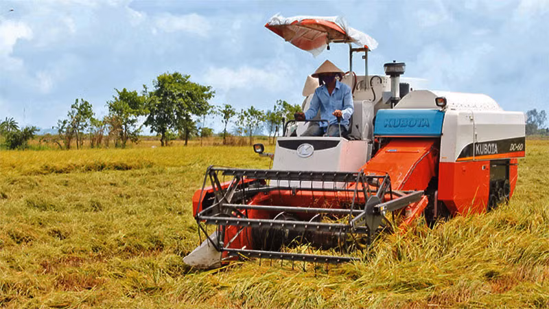 Nông dân huyện Thới Lai (Cần Thơ) thu hoạch lúa thu đông 2023.