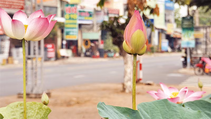 Sen được trồng trên đường phố.