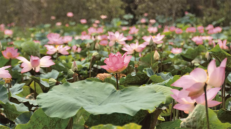 Đồng sen khoe sắc.