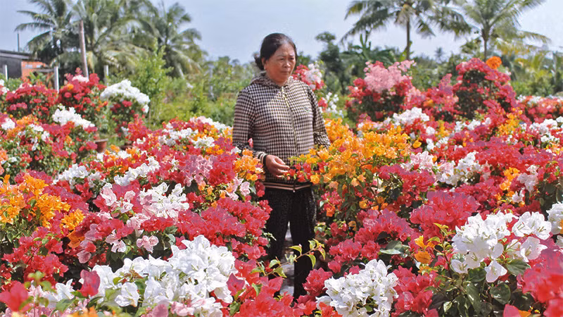 Người dân ở làng hoa giấy xã Phú Sơn, huyện Chợ Lách, tỉnh Bến Tre chăm sóc hoa chuẩn bị bán dịp Tết.