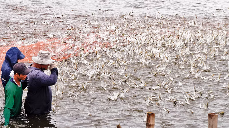 Nông dân Sóc Trăng thu hoạch tôm nước lợ tại đầm nuôi của gia đình.