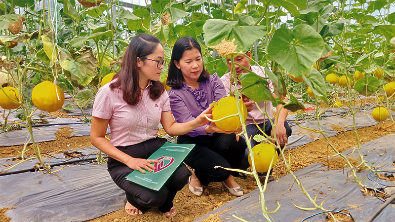 Cán bộ tín dụng chính sách kiểm tra hiệu quả nguồn vốn tại xã Ngọc Đào, huyện Hà Quảng, tỉnh Cao Bằng.