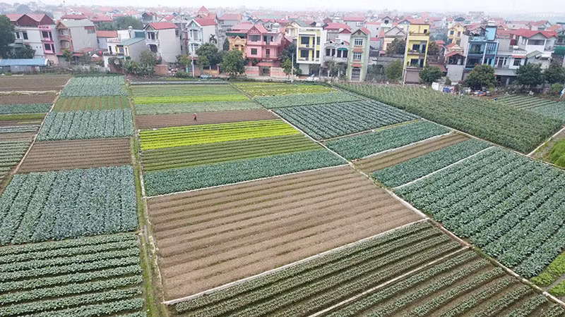 Sản xuất rau an toàn tại xã Tráng Việt, huyện Mê Linh, Hà Nội. (Ảnh: VŨ SINH)