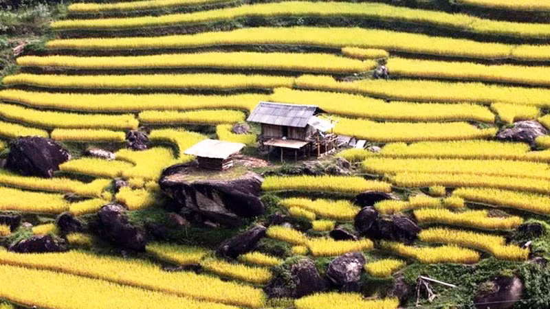 Mùa vàng trên ruộng bậc thang Xín Mần (Hà Giang). (Ảnh: NGUYỄN HỮU THÔNG)