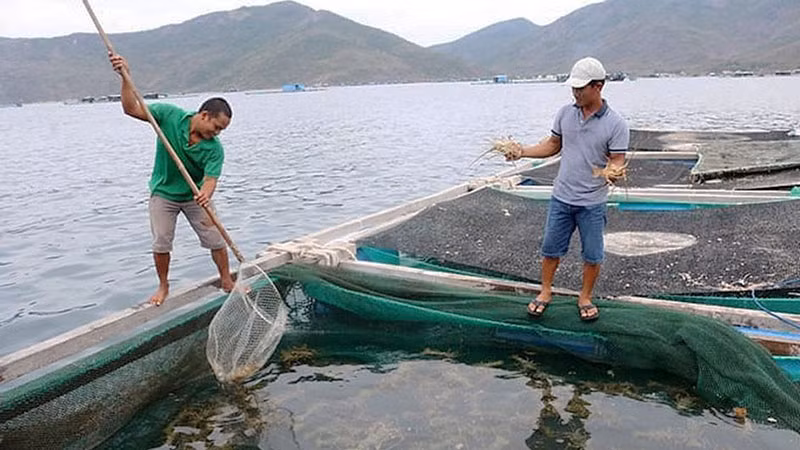 Người nuôi tôm chăm sóc tôm hùm bông trên vịnh Vân Phong, huyện Vạn Ninh, tỉnh Khánh Hòa. (Ảnh: KIM SƠ)
