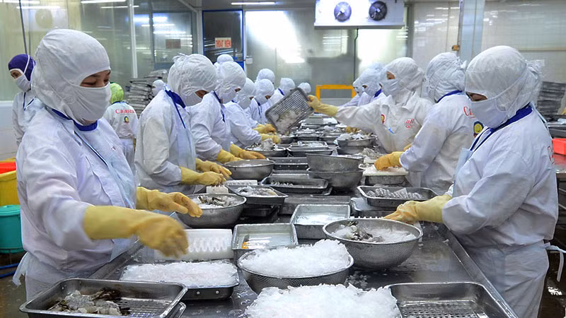 Chế biến thủy sản xuất khẩu tại Công ty cổ phần Thủy sản Cafatex (Hậu Giang). (Ảnh: TRẦN QUỐC)