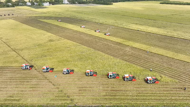 Cơ giới hóa sản xuất góp phần quan trọng nâng cao năng suất, chất lượng lúa gạo Việt Nam. (Ảnh: MINH HÀ)