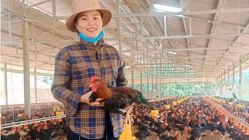 Mô hình khởi nghiệp trang trại gà sạch ở huyện Trấn Yên, tỉnh Yên Bái. (Ảnh: THU HƯƠNG)
