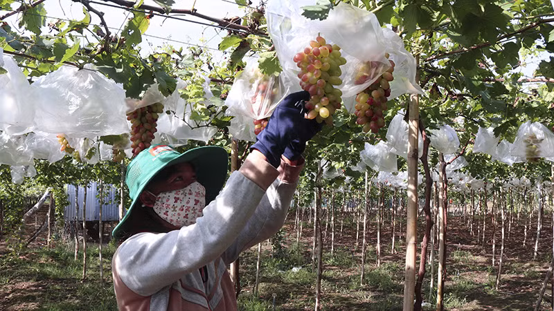 Mô hình liên kết sản xuất giống nho mới NH 01-152 theo tiêu chuẩn VietGAP của thành viên hợp tác xã dịch vụ tổng hợp nông nghiệp Thái An, xã Vĩnh Hải, huyện Ninh Hải, tỉnh Ninh Thuận. (Ảnh TTXVN) 