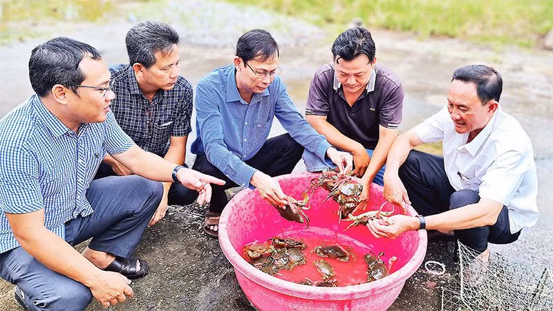 Bí thư Huyện ủy Năm Căn Lượng Trọng Quyền (ngồi giữa) cùng nông dân miệt rừng xã Ðất Mới kiểm tra chất lượng cua nuôi sau thu hoạch. 