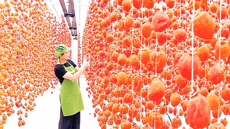 Khi trái hồng có mầu nâu mật sẽ được hạ giàn và đóng gói thành phẩm.