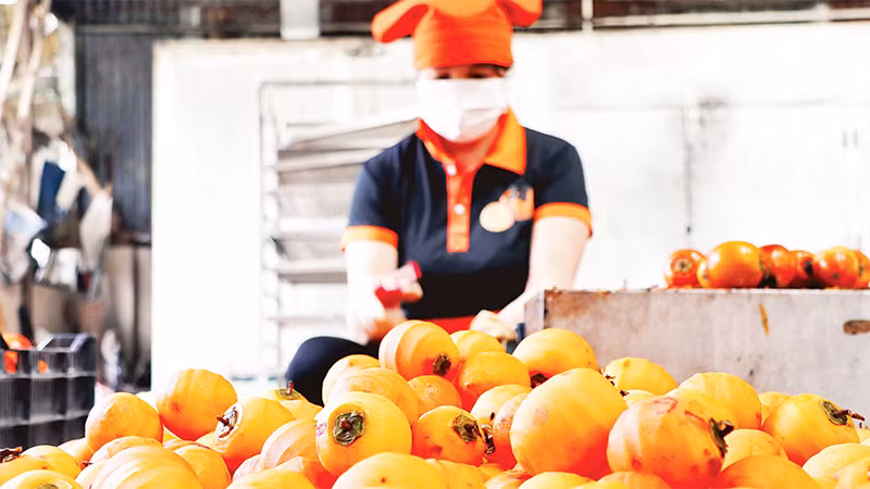 Những trái hồng vừa chín tới được gọt vỏ, chừa lại cuống để treo gió.