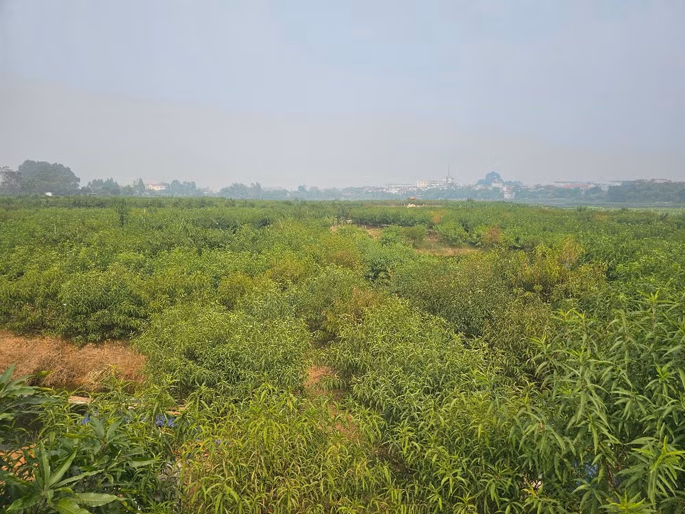 Khu đất bị bỏ hoang nằm ở trung tâm thành phố Phúc Yên.