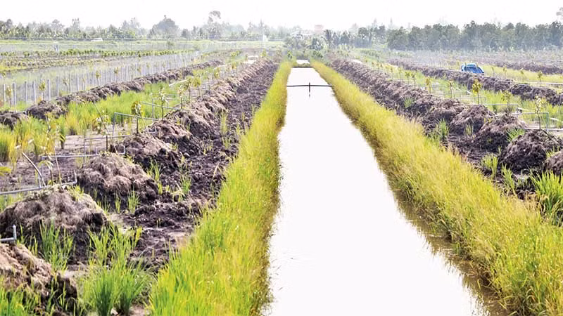 Một diện tích vừa chuyển đổi từ đất lúa sang trồng sầu riêng nhưng thiết kế rất thấp và không hoàn chỉnh ở xã Phú Nhuận, huyện Cai Lậy (Tiền Giang).