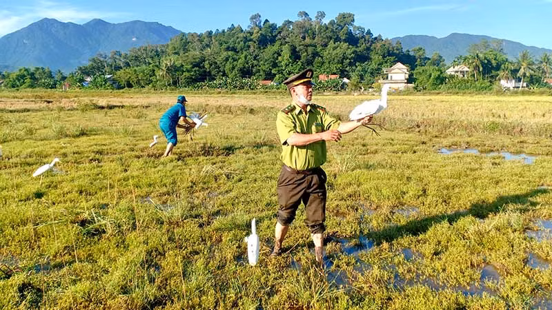 Lực lượng chức năng huyện Phú Lộc (Thừa Thiên Huế) thu giữ phương tiện bẫy chim hoang dã của các đối tượng vi phạm. (Ảnh: PHÚ BỬU)