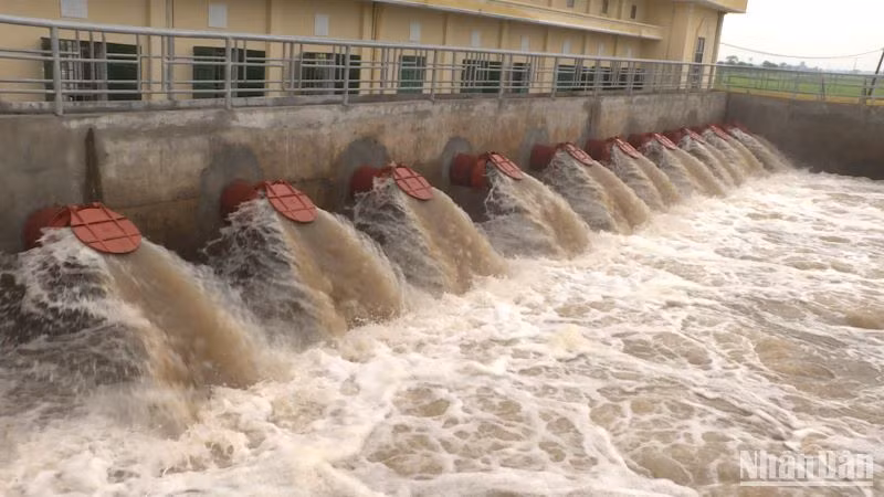 Các trạm bơm trên địa bàn tỉnh Thái Bình thực hiện tiêu nước triệt để trong hệ thống để bảo vệ lúa mới cấy, rau màu đã trồng.