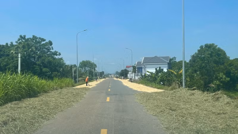 Nhộn nhịp cảnh phơi thóc lúa giữa trưa hè. Nhộn nhịp cảnh phơi thóc lúa giữa trưa hè.