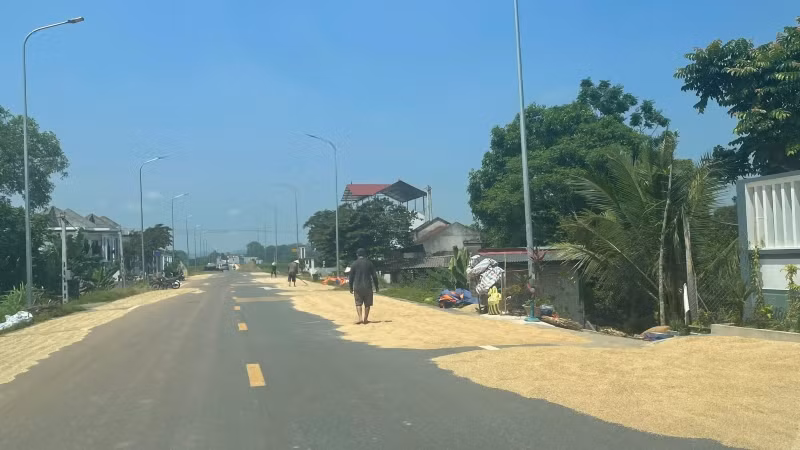 Nông dân Thanh Hóa phơi thóc trên quốc lộ.