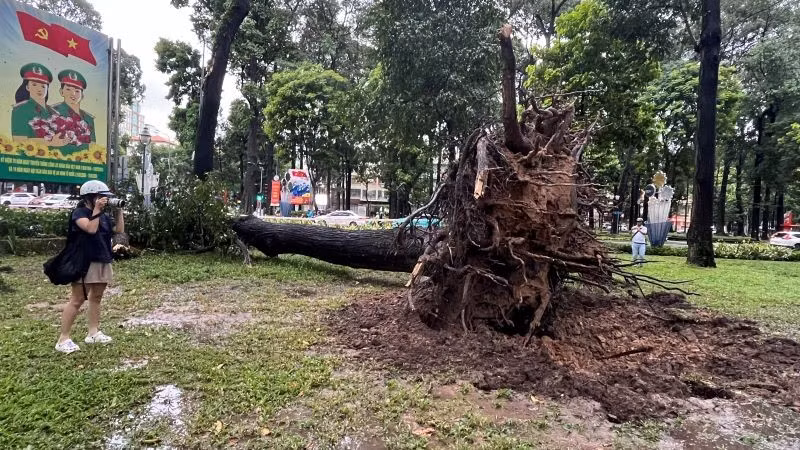Cây sao đổ ngọn ra ngã tư Lê Duẩn-Pasteur (quận 1, Thành phố Hồ Chí Minh).