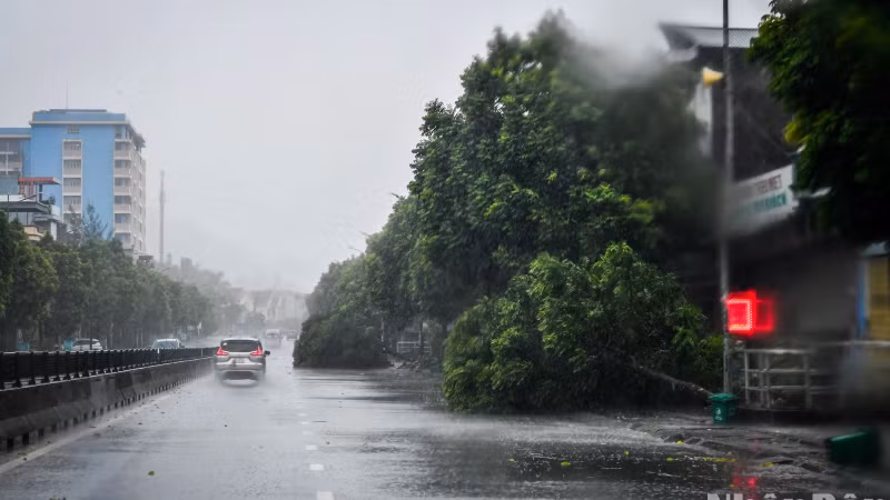 Bão số 3 đổ bộ vào thành phố Cẩm Phả, tỉnh Quảng Ninh sáng 7/9 gây gãy đổ cây trên đường. (Ảnh: THÀNH ĐẠT)