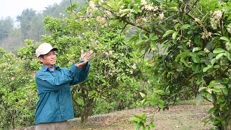 Với gần 100 gốc bưởi, mỗi năm gia đình ông Khầm Văn Tuấn thu về hàng chục triệu đồng.