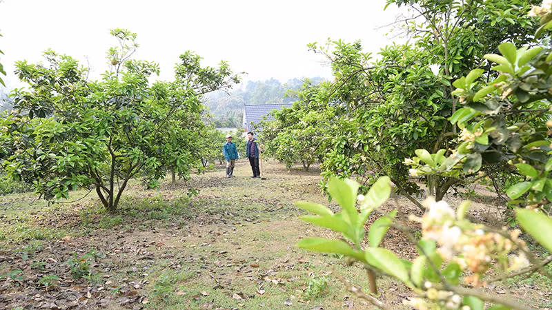 100% số hộ ở thôn Múc đều trồng bưởi, góp phần nâng cao thu nhập cho người dân nơi đây.