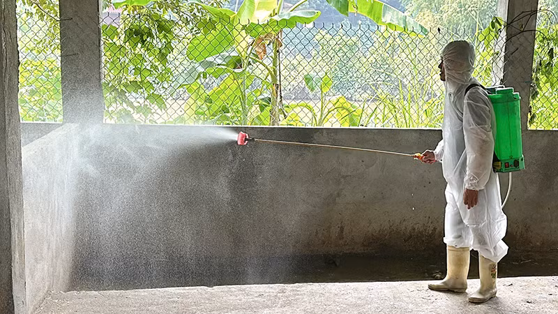 Chủ động phun khử khuẩn chuồng trại chăn nuôi phòng, chống dịch bệnh.