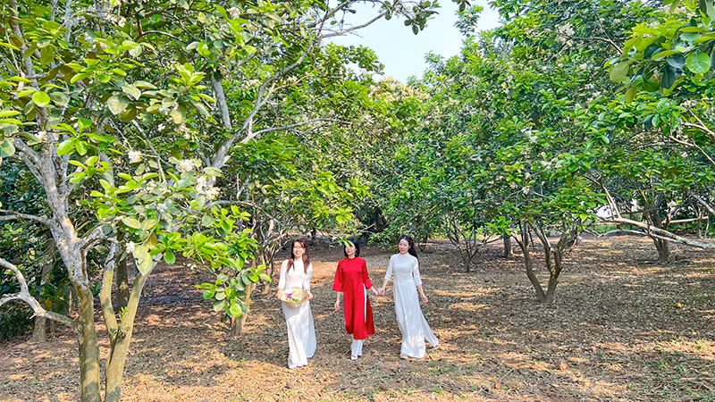 Người dân các vùng lân cận tìm đến thôn Múc để được thưởng lãm vẻ đẹp của hoa bưởi, và ghi lại những khoảnh khắc đáng nhớ.