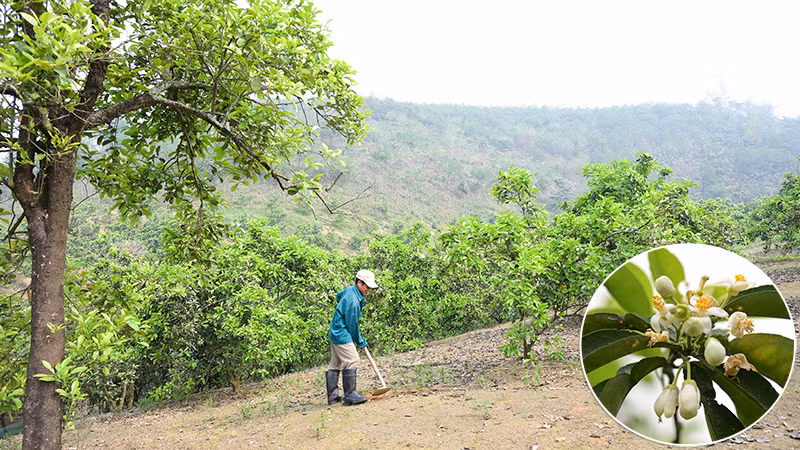 Thời tiết đầu năm nay khá thuận lợi, tiết trời mát mẻ, khô ráo nên hoa nở nhiều, hứa hẹn mùa bưởi bội thu.
