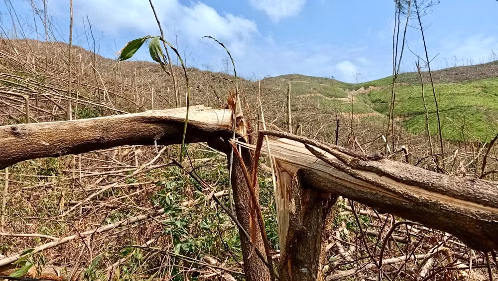 Nhiều diện tích rừng trồng sản xuất bị thiệt hại hoàn toàn. (Ảnh: QUỲNH HƯƠNG)